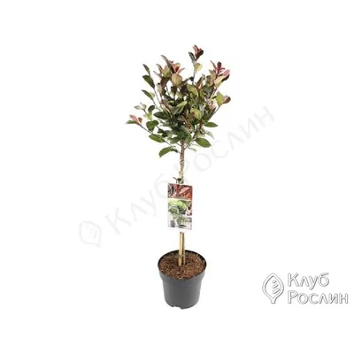 Фотиния Фразера Литл Ред Робин 50/60 Photinia fraseri Little Red Robin (Н)  — цена в LETTO