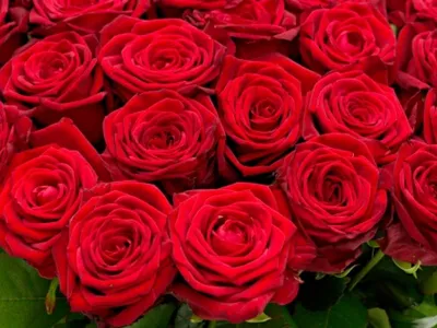 Almaflowers.kz | Букет из красных роз \"Freedom\" ( 100 см) - купить в Алматы  по лучшей цене с доставкой