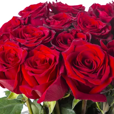 Заказать 100 розовых роз FL-75 купить - хорошая цена на 100 розовых роз с  доставкой - FLORAN.com.ua