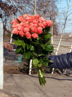 31 роза - pandafl.com.ua