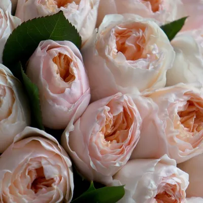 https://viaflor.com.ua/roses/31-roses-gran-pri/
