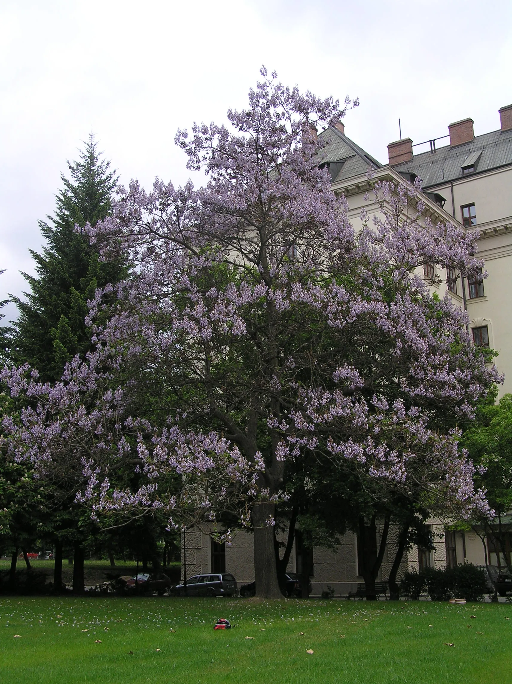 Павловния Дерево Фото