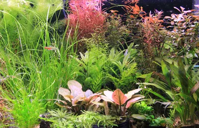 Фото аквариумов с растениями фотографии