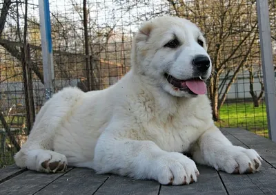 Красивый щенок алабая 2 месяца: 10 000 грн. - Собаки Сумы на Olx