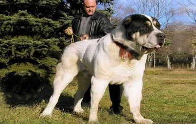 Алабай (среднеазиатская овчарка): все о породе, фото собак, характер