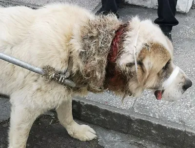 Щенки алабая 2 месяца: 50 000 тг. - Собаки Астана на Olx