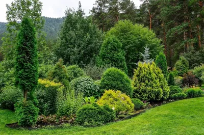 Виды и сорта хвойников: лучшие для ландшафтного дизайна в саду на даче |  ivd.ru