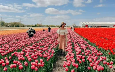 Весна в Амстердаме. Идеи для фото. #Amsterdam #spring | Amsterdam, Spring