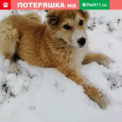 щенки китайской хохлатой собаки, Вся Беларусь, 84825