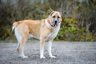 Potrait центральной азиатской собаки чабана или Alabai на черной  предпосылке Стоковое Фото - изображение насчитывающей собака, кавказ:  92145188