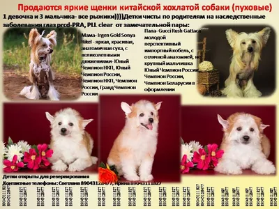 Продам щенка Алабая(САО), средне азиатская овчарка,: 10000 KGS ᐈ Собаки |  Бишкек | 59569861 ➤ lalafo.kg