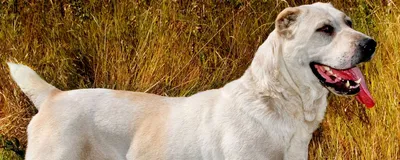 Potrait центральной азиатской собаки чабана Alabai - старая порода Стоковое  Фото - изображение насчитывающей конец, красивейшее: 89166062