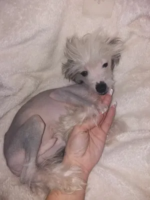 Чёрная голая девочка mini Китайской хохлатой собак