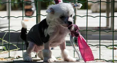 Выкройка одежды для китайской хохлатой собаки. - YouTube