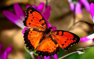 Фон бабочки (91 фото)