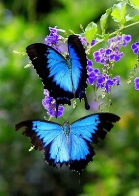 Обои на рабочий стол Цветочки с бабочками на голубом фоне с линиями, обои  для рабочего стола, скачать обои, обои бесплатно