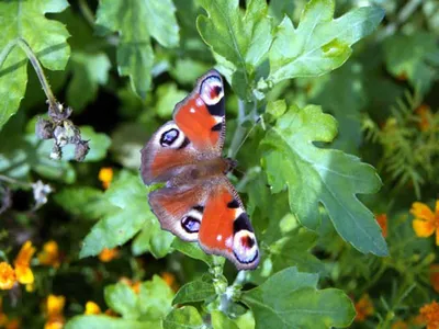 Обои бабочки - 61 фото