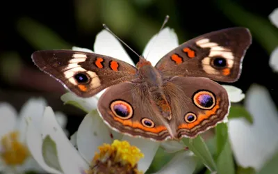 Бабочки в природе (55 фото) - 55 фото