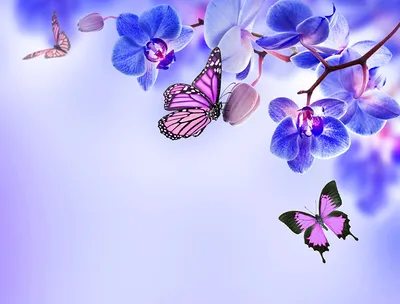 Фотографии Данаида монарх Бабочки Орхидеи Цветы