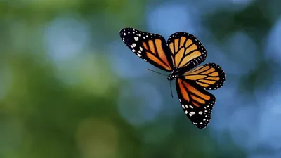 Обои \"Бабочки\" на рабочий стол, скачать бесплатно лучшие картинки Бабочки  на заставку ПК (компьютера) | mob.org