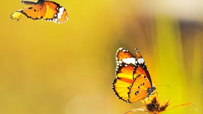 Раскраска Десять бабочек | Раскраски с цифрами, которые учат складывать