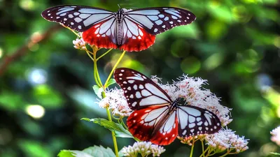 бабочки.Фотографии красивых бабочек