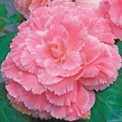 Бегония клубневая махровая (Begonia tuberhybrida)