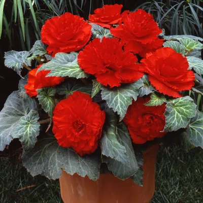 Бегония клубневая махровая (Begonia tuberhybrida)