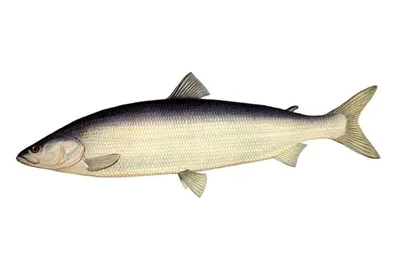 Рыба Белорыбица (Stenodus leucichthys leucichthys) - «Вкусная рыбка  Белорыбица это ближайшая родственница Лосося и первый конкурент Осетра.» |  отзывы