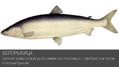 Тирольская снасть №2 для хариуса и белорыбицы 3 мухи 40 гр - купить с  доставкой по выгодным ценам в интернет-магазине OZON (1137115764)