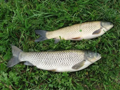 Рыба Белорыбица (Stenodus leucichthys leucichthys) - «Вкусная рыбка  Белорыбица это ближайшая родственница Лосося и первый конкурент Осетра.» |  отзывы