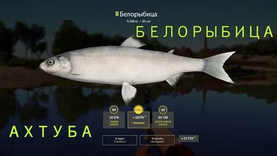 Фото к объявлению: оптовая продажа карпа, белорыбицы, толстолобика —  Agro-Russia