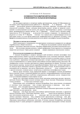 Белорыбица | Димитровград