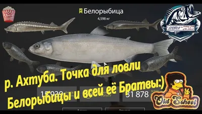 Особенности развития клеток крови в мезонефросе мальков белорыбицы – тема  научной статьи по фундаментальной медицине читайте бесплатно текст  научно-исследовательской работы в электронной библиотеке КиберЛенинка
