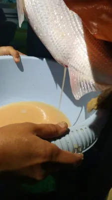 🐟 Купить нельму: цена рыбы за кг от 1570 руб в Челябинске, доставка -  интернет-магазин Дикоед