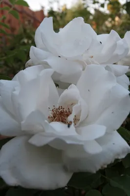 Фото белых роз с большим расширением фотографии