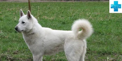 Маленькие белые собаки: характер и особенности ухода