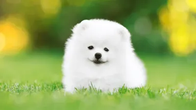 Собака маленькая белая пушистая порода (57 фото) | Белые щенки, Собачки,  Собаки