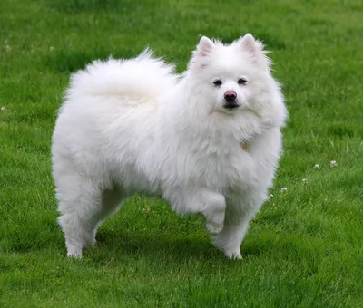 Белые пушистые большие собаки (50 лучших фото)