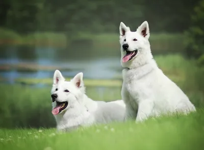 Белоснежные красавицы: Исследование десяти пород белых собак в интернет  зоомагазине Любимчик