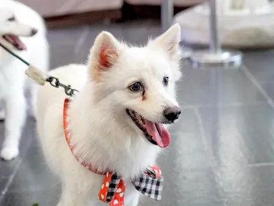 Порода белых пушистых собак (72 фото) - картинки sobakovod.club