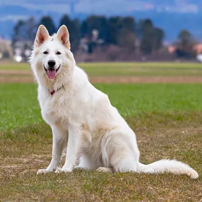 Много белых собак запряженых в сани…» — создано в Шедевруме