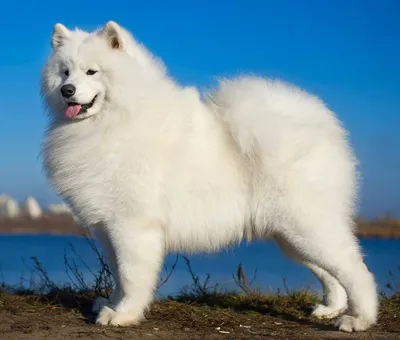 Слезные дорожки у белых собак: причины и как бороться - BarberPet