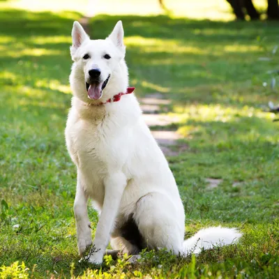 Мохнатая белая собака - 61 фото