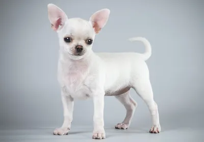12 самых популярных белых пород собак, о которых вы должны все знать | Dog  Breeds | Дзен