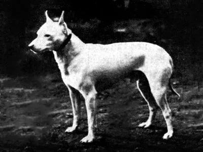 Порода собак с белыми глазами - 79 фото