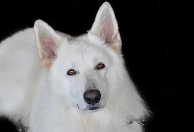 Фотография Чихуахуа собака белая Животные