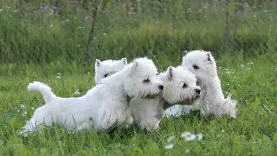большая белая собака алабая в парке на портрете собаки Стоковое Изображение  - изображение насчитывающей напольно, снаружи: 225950143