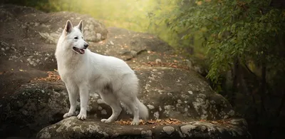 Исчезнувшие породы собак №3. Английский белый терьер | Пикабу