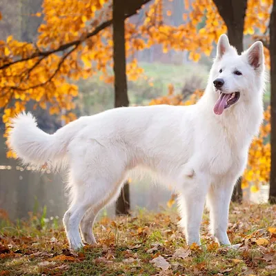 Маленькая белая пушистая собачка - 62 фото | Собачки, Бишон, Пушистые собаки